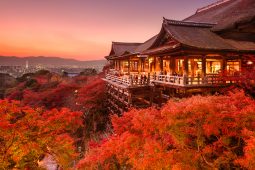 Autumn Leaf Illuminations in Kyoto