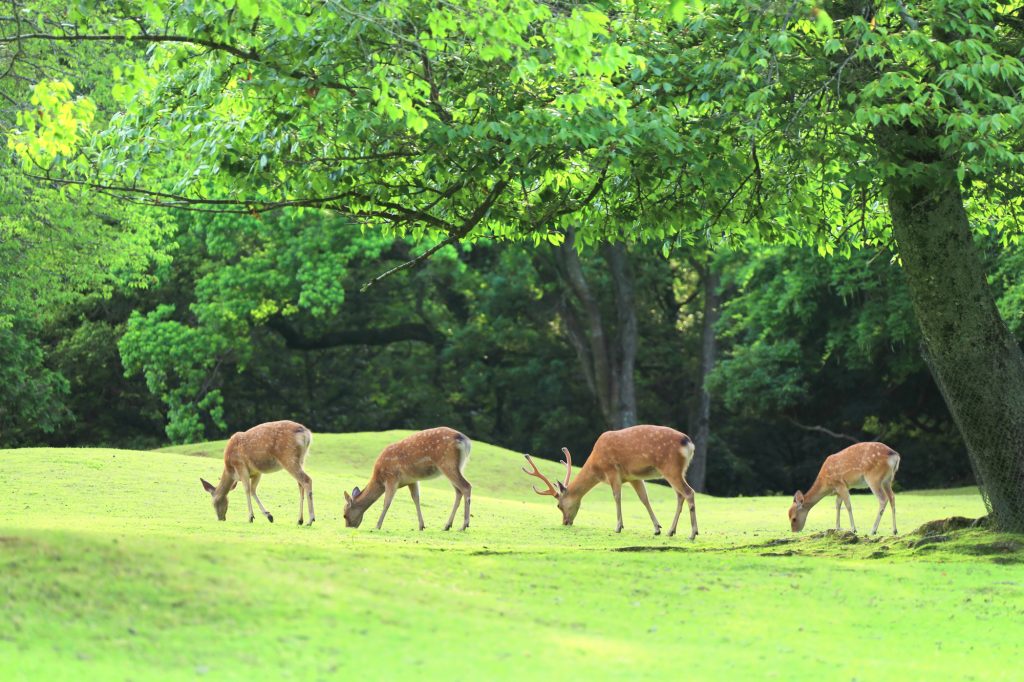 Nara: City of Temples - Part 2