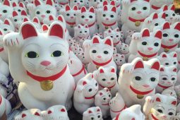 Lucky cats photo