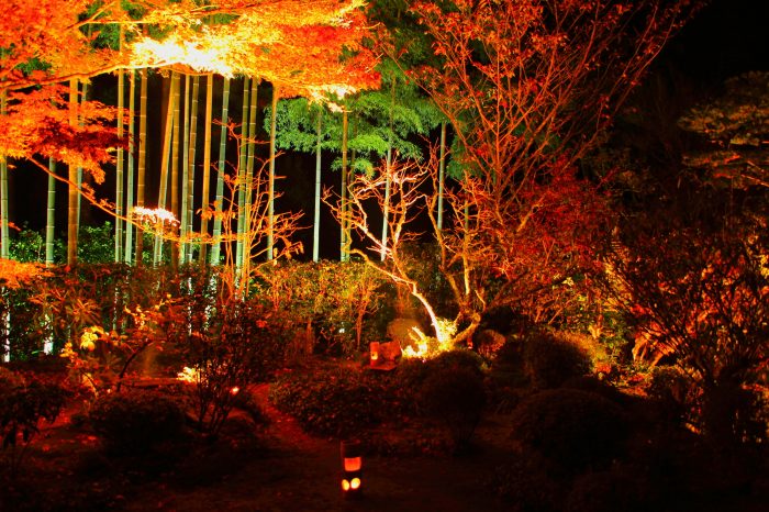 Autumn Leaf Illuminations in Kyoto | Work in Japan for engineers