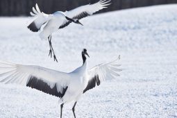 Photo for Hokkaido fauna