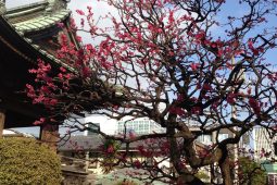 Japanese spring, Shinagawa, Tokyo photo