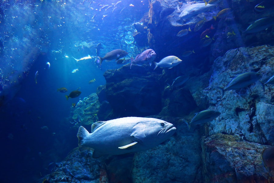 Photo from Umitamago aquarium, Oita