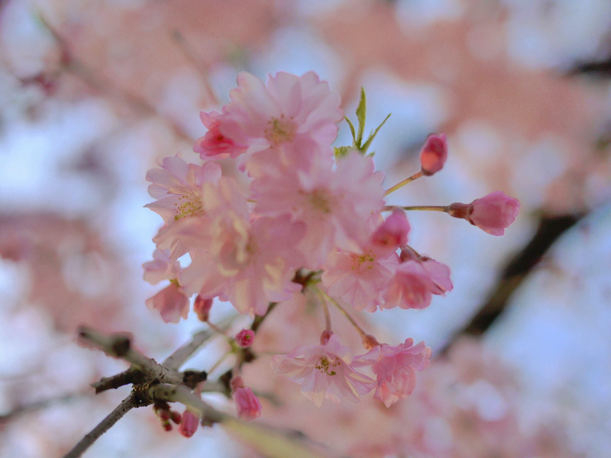 The Ten Best Places to See Cherry Blossom in Kyoto | Work in Japan for ...